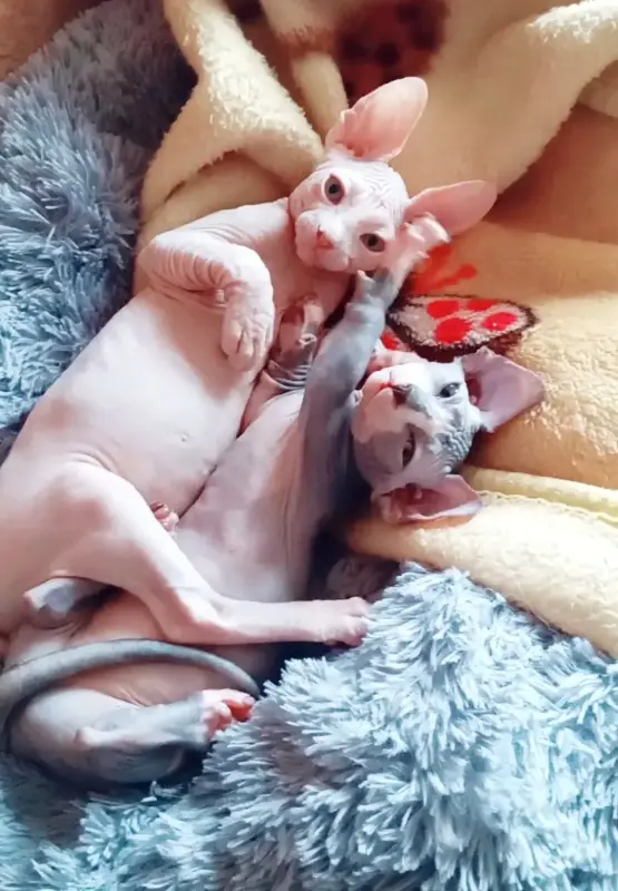 Канадский сфинкс