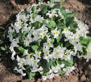 Цветы, рассада перца, кустарники