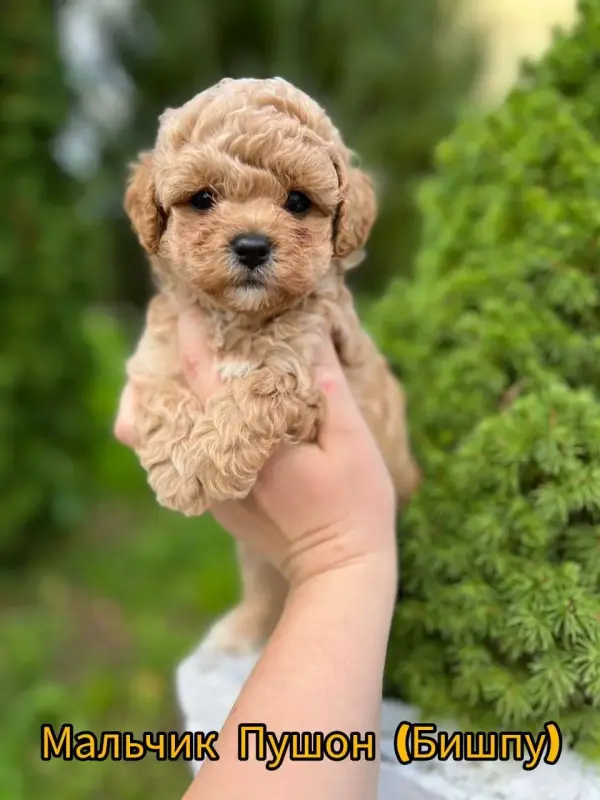 Щенки мальтипу бебифейс пушон помапу кавапу доставка