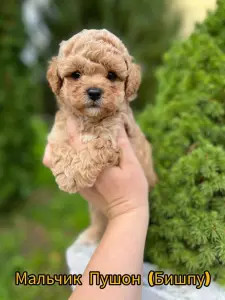 Щенки мальтипу бебифейс пушон помапу кавапу доставка
