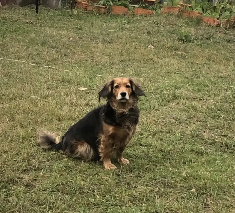 Щенки шпица - Вся Беларусь - 239671 - Доска объявлений Kupika.by - Фото 10