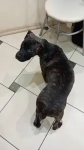 Щенок амстаффа, девочка