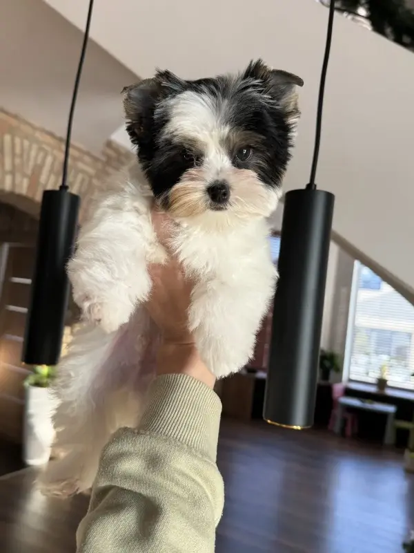 Щенки Йорка и бивер Йорка доставка рб