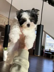 Щенки Йорка и бивер Йорка доставка рб