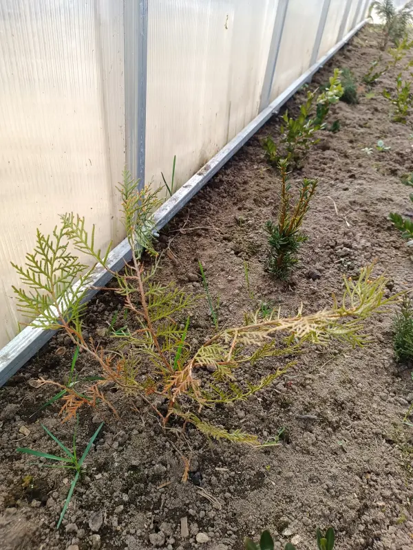 Кипарис 10-12 см ростки саженцы рассада - Вся Беларусь - 241225 - Доска объявлений Kupika.by - Фото 2