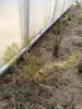 Кипарис 10-12 см ростки саженцы рассада - Вся Беларусь - 241225 - Доска объявлений Kupika.by - Фото 2