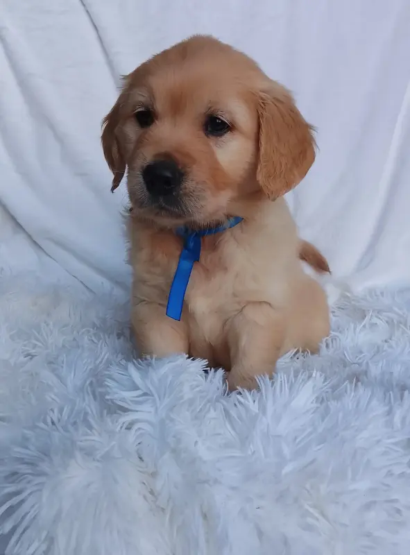 Мальчик золотистого ретривера