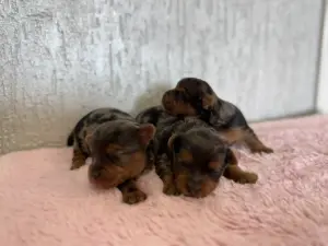 Шейки Йорк и бивер-йорк доставка