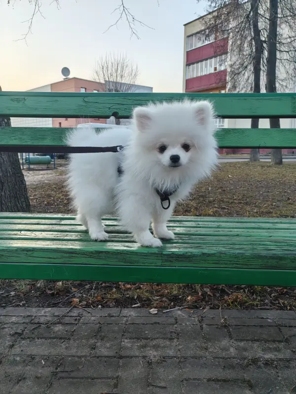 Щенки померанского шпица. - Вся Беларусь - 239674 - Доска объявлений Kupika.by - Фото 2