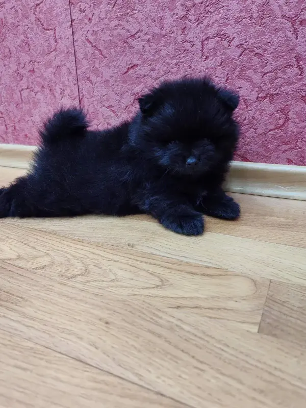 Собаки - Мальчик померанский шпиц - Вся Беларусь - Фото 3 Мальчик померанский шпиц - Вся Беларусь - 241522 - Доска объявлений Kupika.by - Фото 3