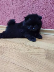 Мальчик померанский шпиц