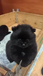 Мальчик померанского шпица