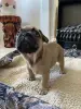 Собаки - Щенок щенки Французский бульдог - Вся Беларусь - Фото 4 Щенок щенки Французский бульдог - Вся Беларусь - 240842 - Доска объявлений Kupika.by - Фото 4