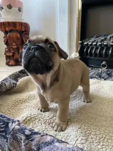 Щенок щенки Французский бульдог