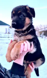 щенки рабочей немецкой овчарки с родословной БКО