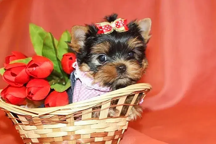 Щенки йоркширского терьера !!! - Вся Беларусь - 238799 - Доска объявлений Kupika.by - Фото 2