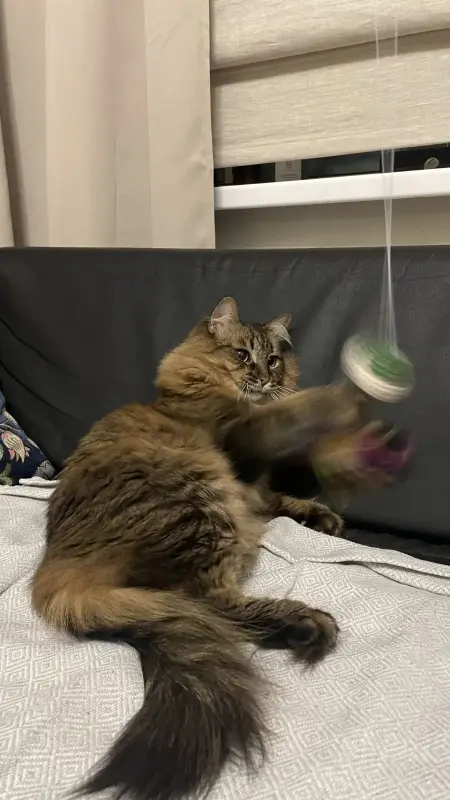 Трехлапый котик Тайсон ищет передержку или дом! Срочно! - Вся Беларусь - 240190 - Доска объявлений Kupika.by - Фото 2