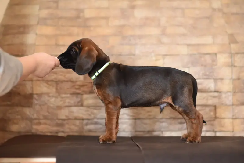 Щенки баварской горной гончей - Вся Беларусь - 239996 - Доска объявлений Kupika.by - Фото 2