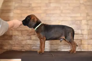 Щенки баварской горной гончей