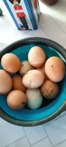 Продам куриное яйцо на инкубацию