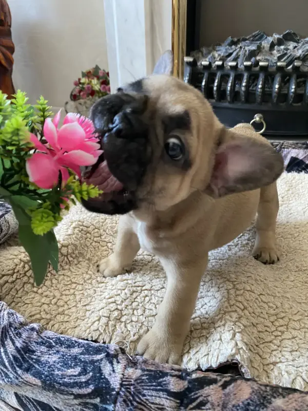 Собаки - Щенок щенки Французский бульдог - Вся Беларусь - Фото 11 Щенок щенки Французский бульдог - Вся Беларусь - 240842 - Доска объявлений Kupika.by - Фото 11