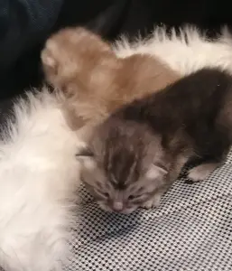 Котята шотландские вислоухие