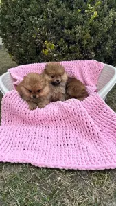 Померанский шпиц