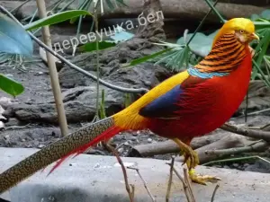 Куры , фазаны , цесарки и др. птица