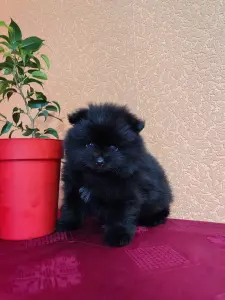 Померанский шпиц.