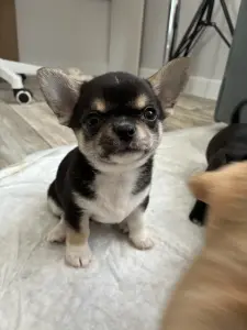 Чихуахуа щенки