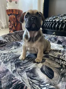 Щенок щенки Французский бульдог