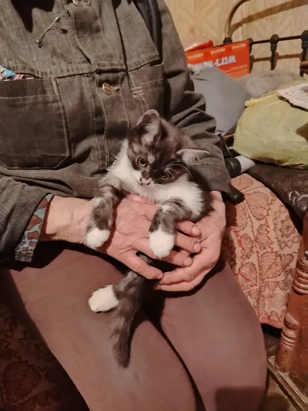 Отдам котят в хорошие руки - Вся Беларусь - 239845 - Доска объявлений Kupika.by - Фото 5