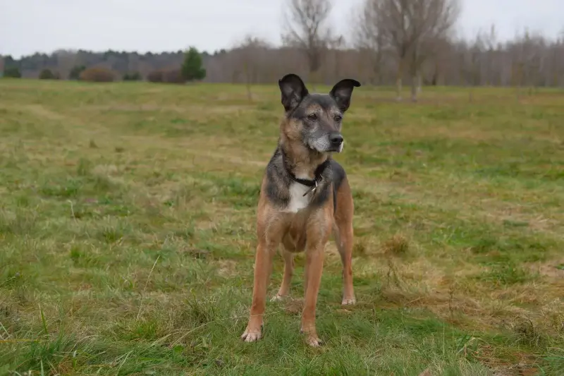Спокойная интеллигентная собака Кира в дар - Вся Беларусь - 239055 - Доска объявлений Kupika.by - Фото 8