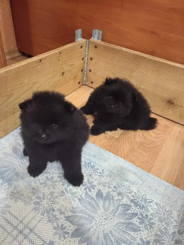 Мальчики черного померанского шпица - Вся Беларусь - 241245 - Доска объявлений Kupika.by - Фото 6
