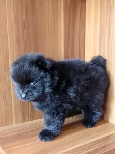 Померанский шпиц мальчик.