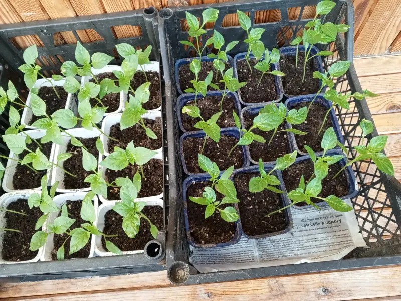 Цветы, рассада перца, кустарники - Вся Беларусь - 241440 - Доска объявлений Kupika.by - Фото 5