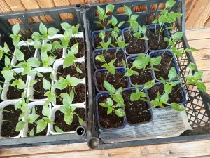 Цветы, рассада перца, кустарники