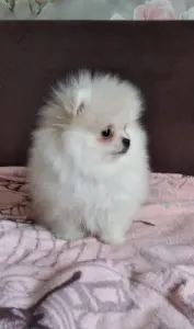 Померанский шпиц щенки мини мишка