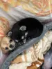 Чихуахуа щенки - Вся Беларусь - 240277 - Доска объявлений Kupika.by - Фото 3