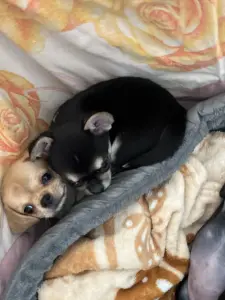 Чихуахуа щенки