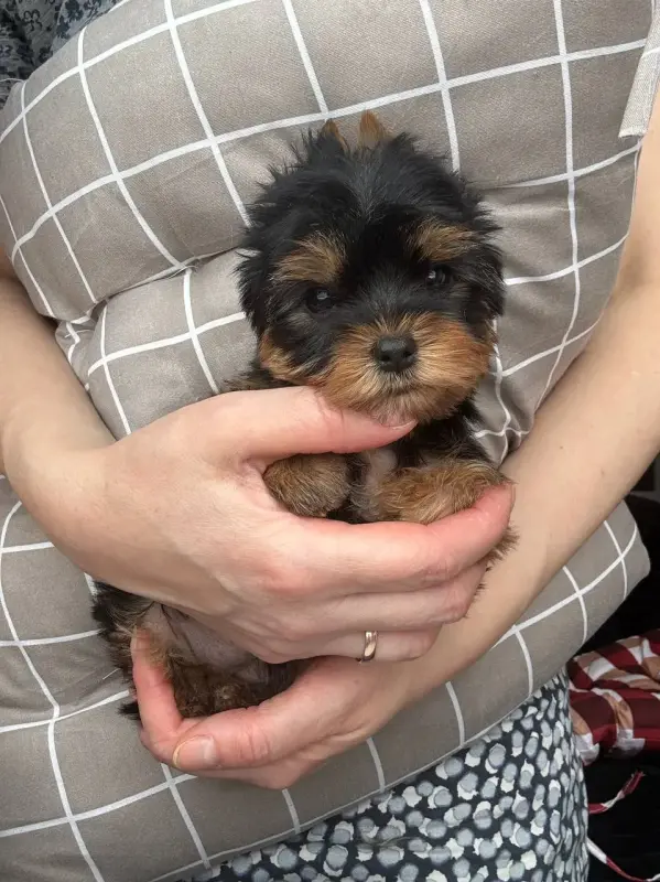 Щенки йорка мини сталь золото доставка