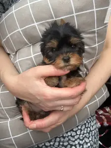 Щенки йорка мини сталь золото доставка