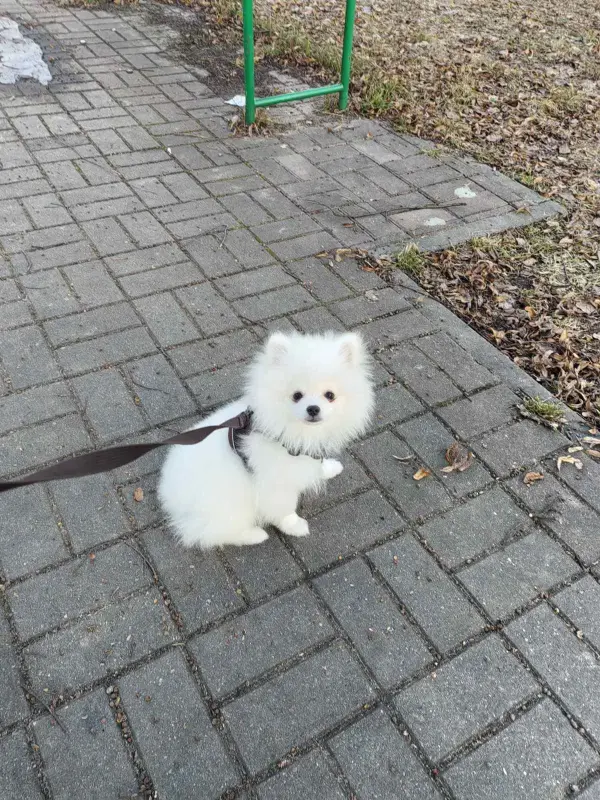 Щенки белого померанского шпица