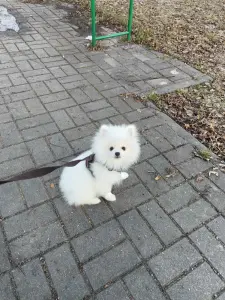 Щенки белого померанского шпица