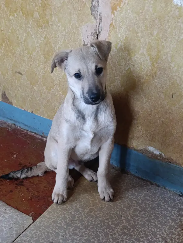 Щенки - Вся Беларусь - 239175 - Доска объявлений Kupika.by - Фото 5