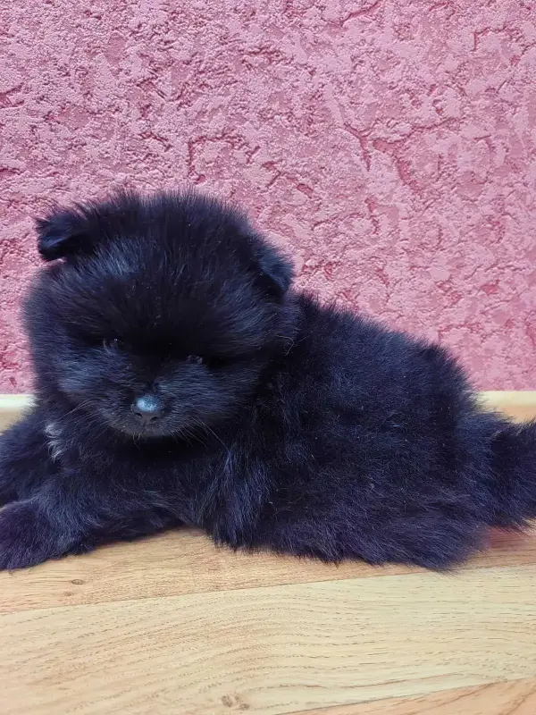 Мальчик померанский шпиц