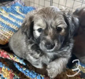 Щенки шпица