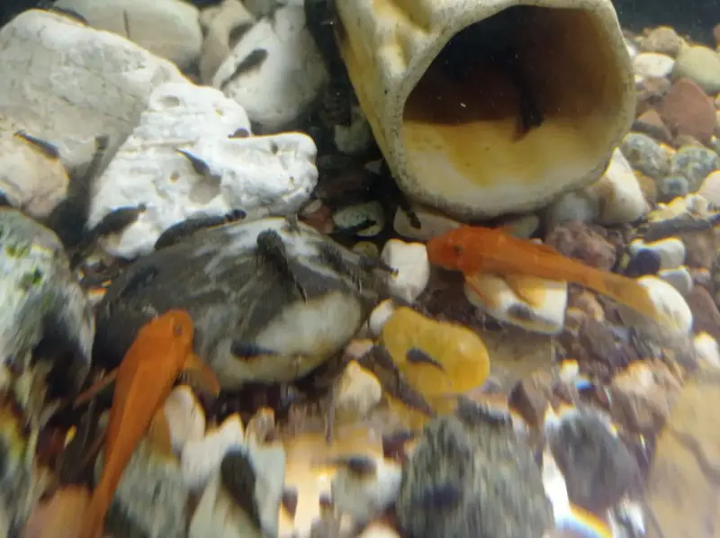 Анциструс обыкновенный - Вся Беларусь - 240639 - Доска объявлений Kupika.by - Фото 2