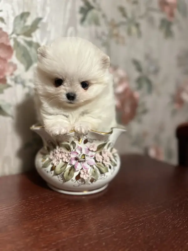 Собаки - Померанский шпиц - Вся Беларусь - Фото 2 Померанский шпиц - Вся Беларусь - 239080 - Доска объявлений Kupika.by - Фото 2