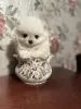 Собаки - Померанский шпиц - Вся Беларусь - Фото 2 Померанский шпиц - Вся Беларусь - 239080 - Доска объявлений Kupika.by - Фото 2